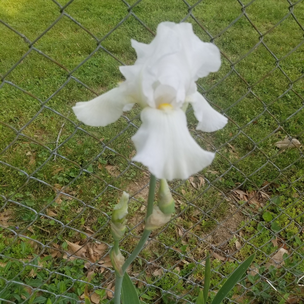 Bundle 20 White heirloom bearded iris rhizomes.